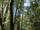 Big Basin Redwood SP 02